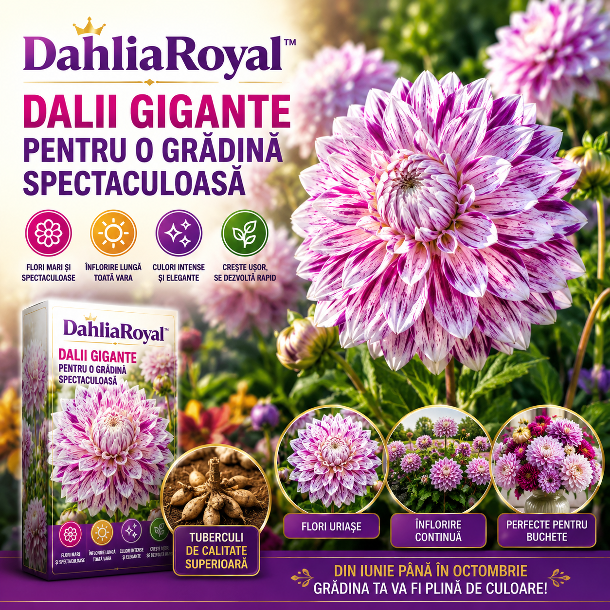 Dalii Gigante Pentru O Grădină Spectaculoasă – DahliaRoyal™
